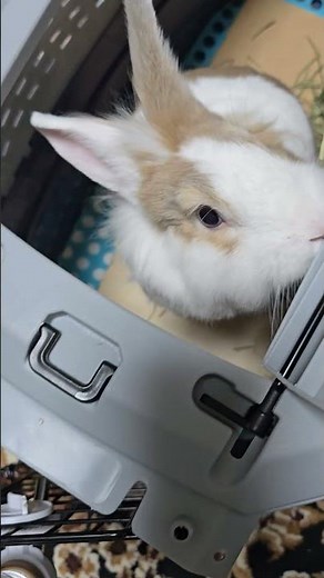 Is bunny thinking of another way out? #mofu #bunny #rabbit #cute #viralvideo #shorts #healing #pets