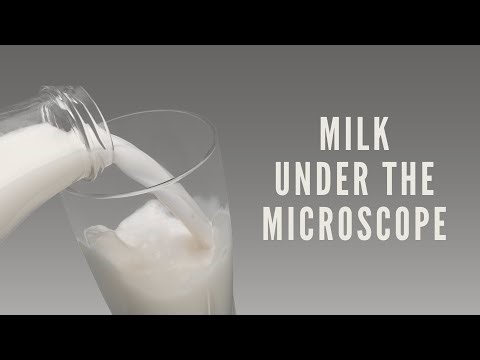 What does a milk look like under a microscope? 🥛🔬 #milk