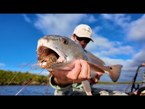 EPIC Crystal RIVER Redfish Fishing w/ Shrimp - Non-stop action + Trout and Sheepshead!!!