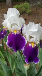 Beautiful tall bearded iris | DIY Garden Ideas