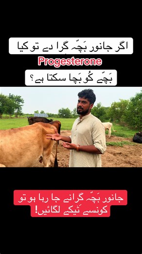 Vet. Dr. Noman on TikTok