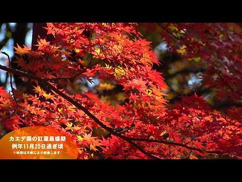 【公式】国営武蔵丘陵森林公園 『カエデ園の紅葉と紅葉見ナイト』