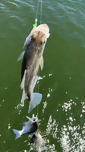 365K views · 2.4K reactions | Unbelievable Four Fish in a ROW Catching! #fishing | Pineland Productions | Facebook