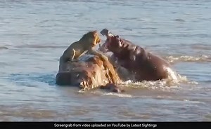 Dramatic Video Shows Angry Hippos Charging At A Lion Stranded On A Rock