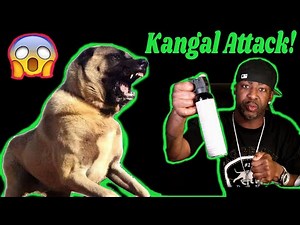 Dog Attack! huge Kangal gets lose and attacks Pitbull and Owner! (Real ) BGK Story Time!