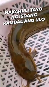 @highlight #everyoneactive #viewers #everyone #followers #fishing #Amazing | Archie Rendon