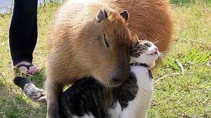 Il capibara è l'animale più amato del mondo. Ecco perché