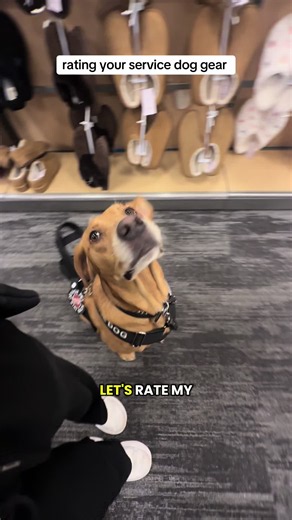 Rating your service dog gear. Tag who you see! As always, this is just for fun. Please remember if you submit gear there will be some form of commentary. Also, if you remember who made your gear, comment that as well! I’m going to start including that in these. #servicedog #servicedogintraining #servicedogcommunity #dogcommunity