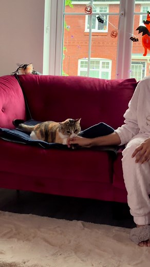 Cat funny