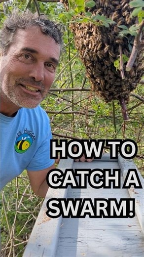 How to Catch a Swarm! How to Build a Bait Hive / Swarm Trap #beekeeping #beekeeper #honey #honeybees