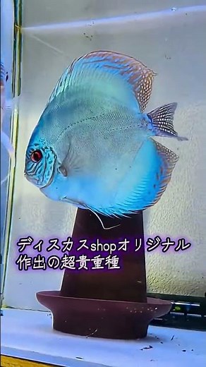 JAPAN BLUE #ディスカス #イニシャルD