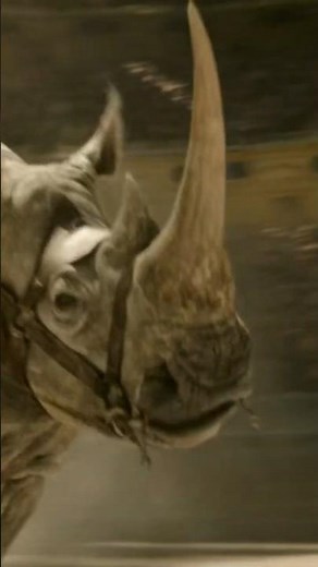 Rhino Fight Scene 4K | Gladiator 2