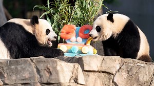 Pandas devour ice cake to celebrate 50 years at National Zoo