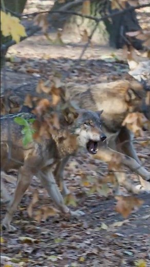 Wolves' Secret Strategy: Uncovering Their Teamwork Tactics