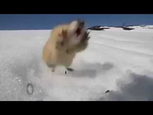 Fearless Norwegian lemming screams at predator