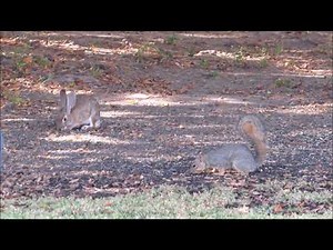 Squirrel Chasing Rabbit ~ Squirrel and Rabbit Play Chase ~ Nature Shared