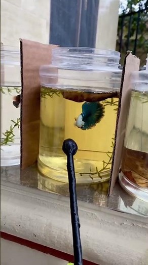 ¿Cómo saber el estado de mi pez betta?🐠 #betta #pezbetta #bettafish #cupang