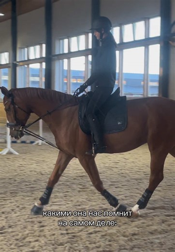 Understanding Our Coach's Perspective on Equestrian Training
