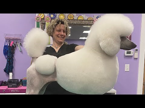 The Poodle Modified Continental Clip