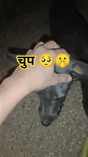 These two saved my day 🐕 #dogs #minivlog