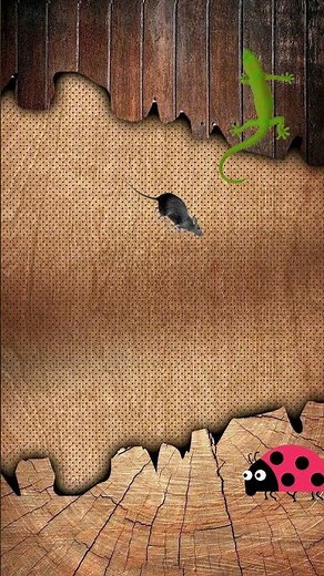 CAT GAMES COMPILATION MOUSE, LADYBUG & LIZARD 🐭🐞🦎 FUN FOR CATS l CATS TV | #catfun #cattv #catgames