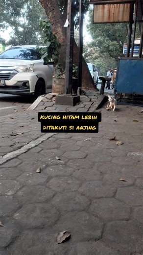 ngeliat kucing item aja lu ngedowon banget jing jing 😏