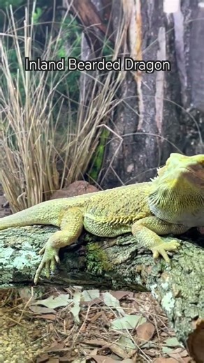 Inland Bearded Dragon | Amazing Australian Lizard