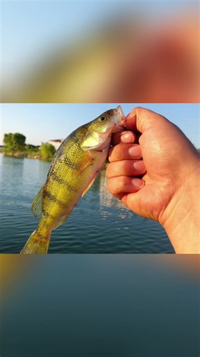 Panfish Tackle for PROS🎣 #fishing #bluegill #youtube #panfish #fyp