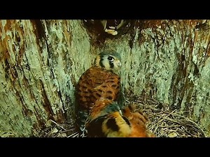 Fledging Frenzy! All Five Kestrel Chicks Leave Nest Box In 24 Hours