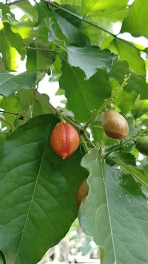 clip-4099886065-cluster-butter-nuts-hanging-tree-branch-captured