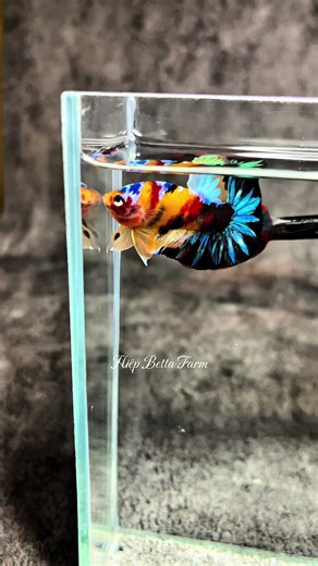 Exploring the Nemo Galaxy Betta Fish