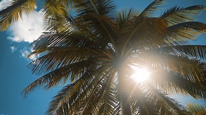4k Ultrahd Palm Trees At Tropical Coast Stock Footage SBV-314619614 - Storyblocks