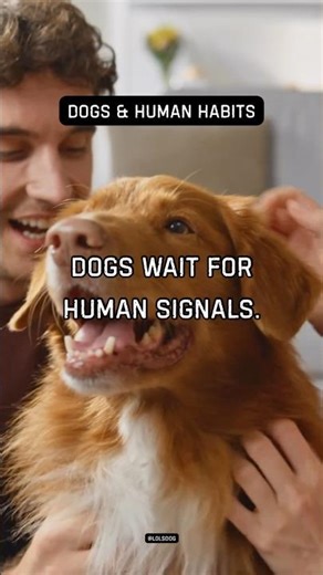 Dogs wait for human signals. Permission matters.