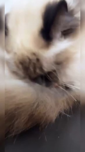 2K views · 18 reactions | Ctephanocephalidis canis/felis & Dipylidium caninum 冷濫 موضوع مهم ويجب الانتباه إليه لصحّة اليفكم!!! | LuxVet | Facebook