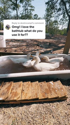 Building a Victorian Duck Pool with Filtration System