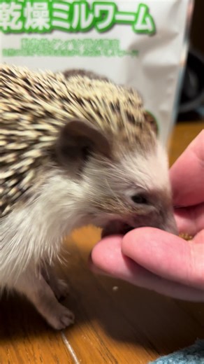 ハリネズミの可愛いご飯と食事法