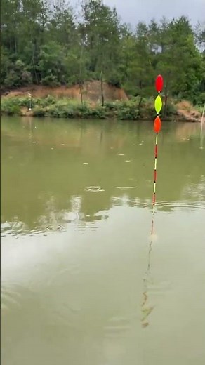 Bí Mật Về Câu Phao Hố Đấu Tự Cân Câu Cá Chép #fishing #shorts