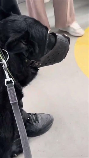 20260328| Morning Magic with My Big Dog 🐾☀️#dog shorts #dogvideo #puller