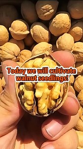 This is how to cultivate walnut seedlings #Walnuts #seedlings #cultivation #reelschallenge | Lee Yumi