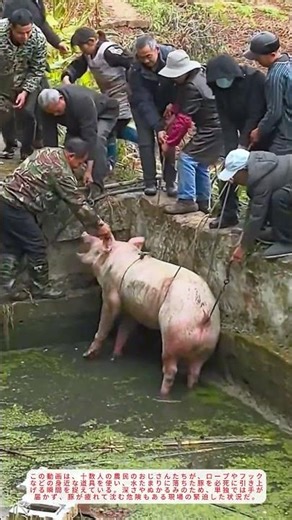 農業の力技 池に落ちた豚を救出 YouTube話題動画
