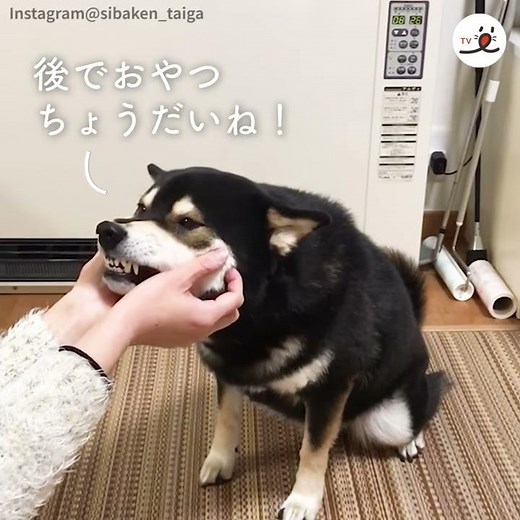 おやつのためなら❗️ 本当はお手をしたくない黒柴🐶【PECO TV】