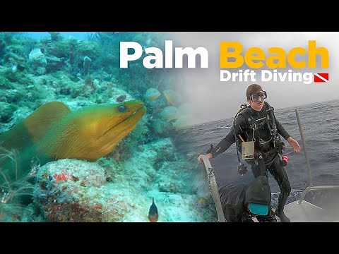 What Is Drift Scuba Diving? (Palm Beach, Florida)