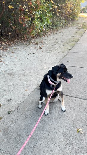 Marley: The boss. On her own time. 🙂 #dogs #blessed | Brad Craghead