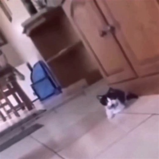 cat getting scared by an inflatable white tiger, loud music