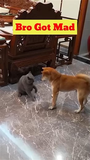 Try Not To Laugh 😂 Funniest Animal Dog And Cat Videos 2026 🤣|