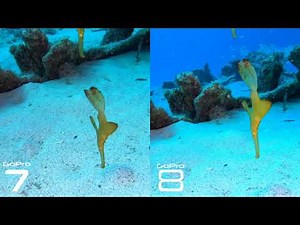 Gopro 7 vs Gopro 8 - underwater footage without red filter