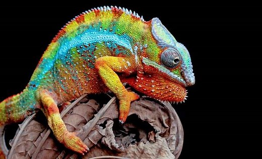 ¿Cuáles son los animales más exóticos del mundo: uno por uno y su hábitat?