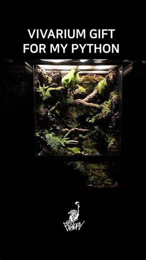 Creating a natural home for snakes #vivarium
