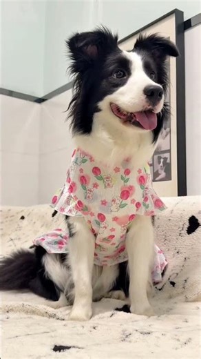 Adorable Dog in Flower Dress Singing 'La La La'! Cutest Dog Fashion
