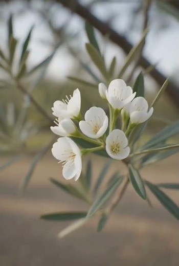 From Seed to Eternity | The Timelapse Journey of an Olive Tree